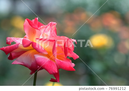 Queen of flowers Queen of flowers 76991212