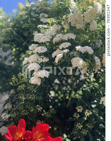花 花 76991347