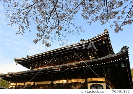 夕陽下的南禪寺和吉野櫻花樹 夕陽下的南禪寺和吉野櫻花樹 76991552