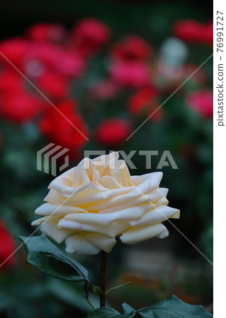 花的女王 76991727