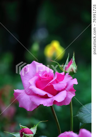 Queen of flowers 76991728