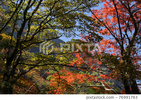 Mt. Ishizuchi autumn leaves 1 76991763