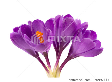 Crocus flowers isolated on white background. Close up of saffron flowers. 76992114