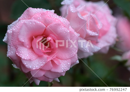 Queen of flowers 76992247