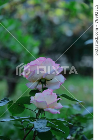 花的女王 花的女王 76992515