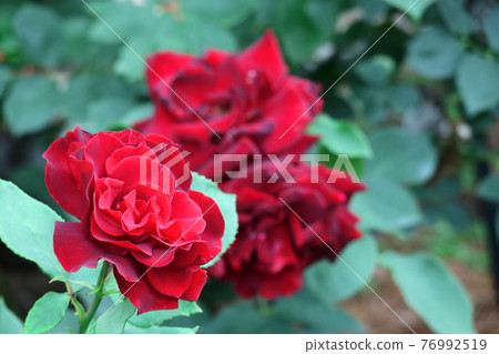 花的女王 76992519