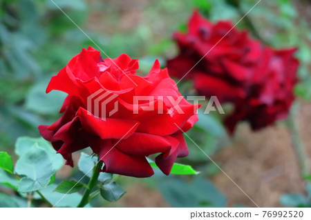 花的女王 花的女王 76992520