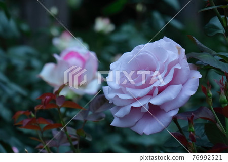 花的女王 76992521