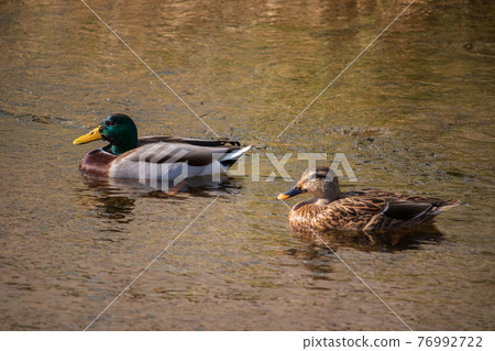 mallard, mallard, waterfowl, wild bird 76992722