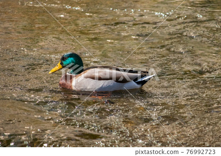 mallard, mallard, waterfowl, wild bird 76992723