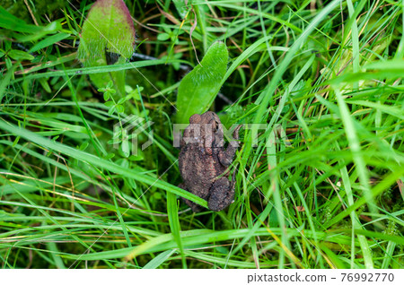 Dark brown earthen frog close-up among bright green vegetation, various plants 76992770
