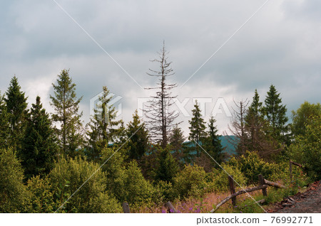 Coniferous and deciduous trees against cloudy sky, destroyed fence on side road overgrown with grass and lilac flowers 76992771