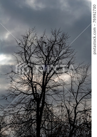 Tree with bare branches against dark cloudy sky, cold winter season, black silhouette tree against sky. 76992780