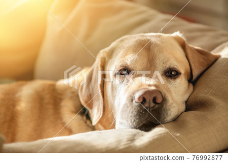 Portrait of cute Labrador dog sleeping on the couch 76992877