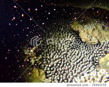 Okinawan sea coral spawning Okinawan sea coral spawning 76993556