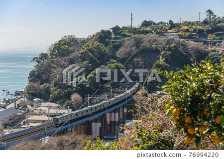 [Tokaido Line E231 series running through mandarin orange fields] 76994220