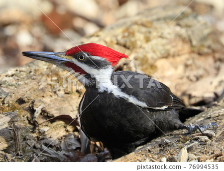Pileated woodpecker portrait into the forest, Quebec, Canada Pileated woodpecker portrait into the forest, Quebec, Canada 76994535