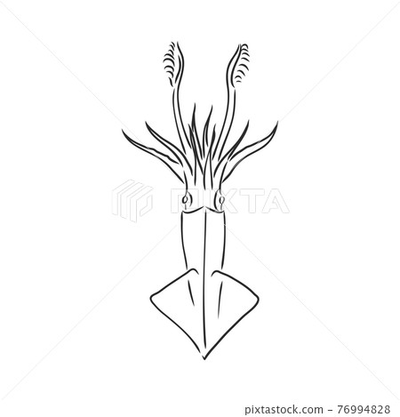 Vector hand drawn set of seafood icons. Isolated squid. Engraved art. Delicious marine food menu sketched objects. Use for restaurant, meal, market, store, menu, party decoration, other design 76994828