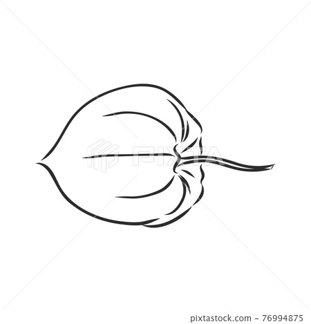Physalis autotraced vector sketch, greyscale. physalis, vector sketch on a white background 76994875