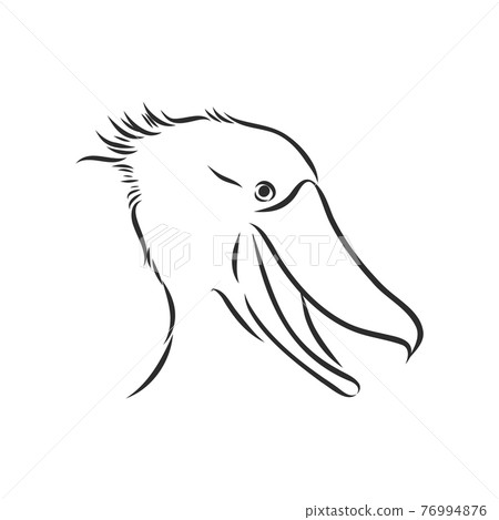 Hand drawn sketch style shoebill. Vector illustration isolated on white background. 76994876