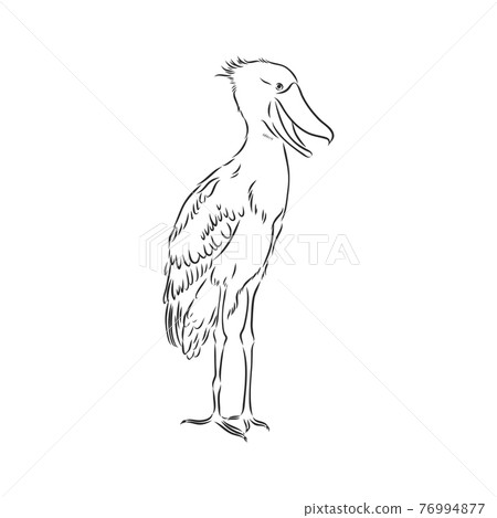 Hand drawn sketch style shoebill. Vector illustration isolated on white background. 76994877