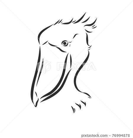 Hand drawn sketch style shoebill. Vector illustration isolated on white background. 76994878
