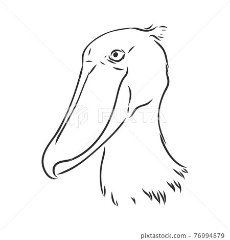Hand drawn sketch style shoebill. Vector illustration isolated on white background. Hand drawn sketch style shoebill. Vector illustration isolated on white background. 76994879