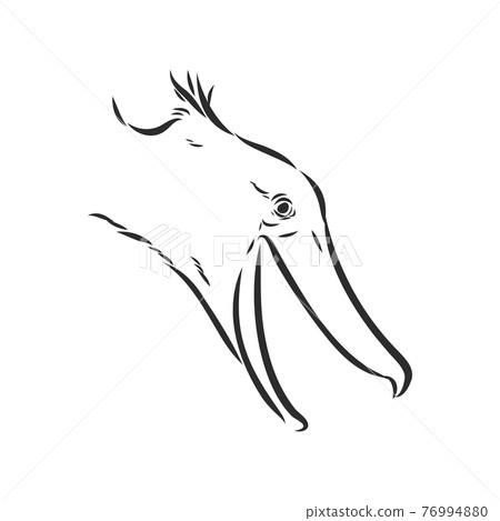 Hand drawn sketch style shoebill. Vector illustration isolated on white background. Hand drawn sketch style shoebill. Vector illustration isolated on white background. 76994880