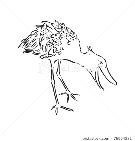 Hand drawn sketch style shoebill. Vector illustration isolated on white background. Hand drawn sketch style shoebill. Vector illustration isolated on white background. 76994881