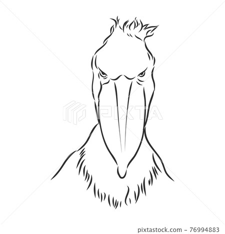 Hand drawn sketch style shoebill. Vector illustration isolated on white background. Hand drawn sketch style shoebill. Vector illustration isolated on white background. 76994883