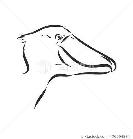 Hand drawn sketch style shoebill. Vector illustration isolated on white background. Hand drawn sketch style shoebill. Vector illustration isolated on white background. 76994884