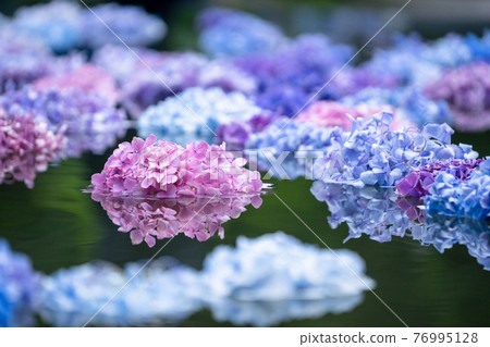 "Hydrangea Kabe of Kyuanji Temple", an ancient temple in Hokusetsu, Ikeda City, Osaka Prefecture 76995128