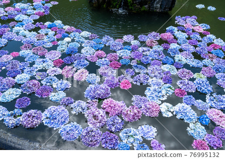位於大阪府池田市北雪的古寺“建寺繡球花” 位於大阪府池田市北雪的古寺“建寺繡球花” 76995132