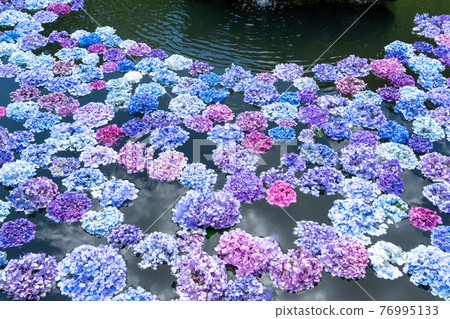 位於大阪府池田市北雪的古寺“建寺繡球花” 位於大阪府池田市北雪的古寺“建寺繡球花” 76995133