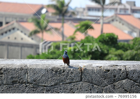 Blue rock thrush on a stone wall / Scenery of Japan / Okinawa 76995156