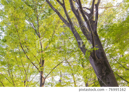 Fresh green image young leaf tree and green copy space green leaf refreshing 76995162