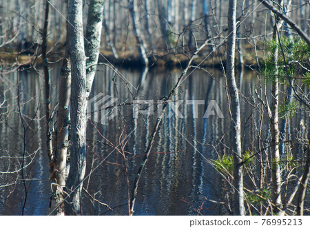 Spring flooding ,Reflection of trees in water 76995213
