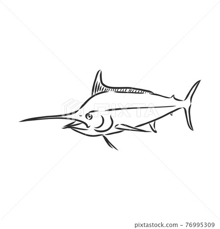 Hand Drawn Marlin fish jump marlin, vector sketch on a white background Hand Drawn Marlin fish jump marlin, vector sketch on a white background 76995309