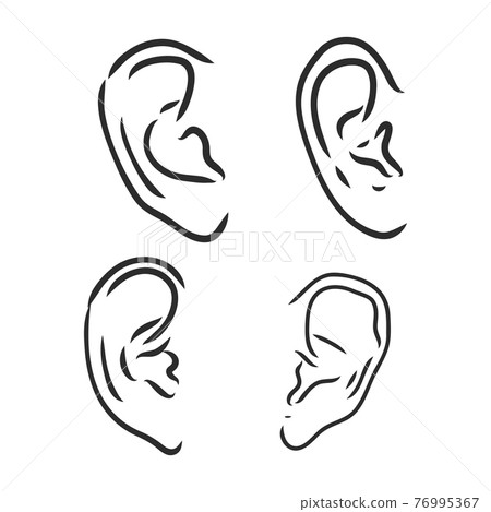 Drawing human ear. ear vector sketch on a white background 76995367