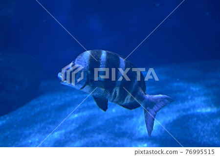 Black striped fish swimming in the ocean Black striped fish swimming in the ocean 76995515