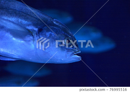 Fish head swimming in the ocean Fish head swimming in the ocean 76995516