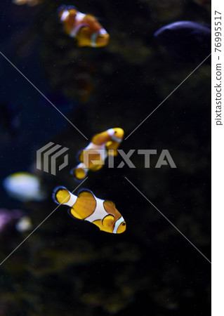 Clown fish swimming in the ocean 76995517