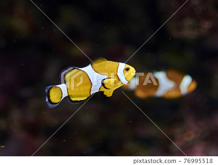 Clown fish swimming in the ocean Clown fish swimming in the ocean 76995518