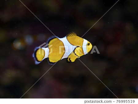 Clown fish swimming in the ocean Clown fish swimming in the ocean 76995519