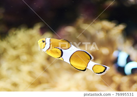 Clown fish swimming in the ocean 76995531