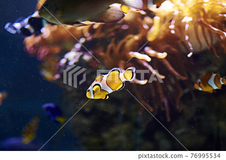 Clown fish swimming in the ocean 76995534