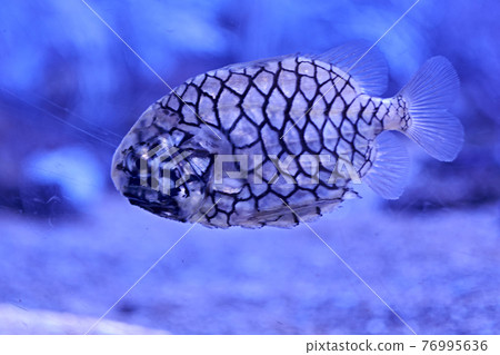 Pineapple fish swimming in the sea, Pineapple fish swimming in the sea, 76995636