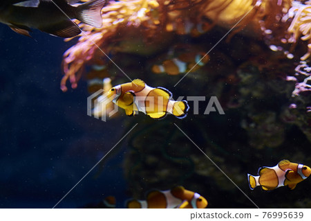 Clown fish swimming in the ocean 76995639