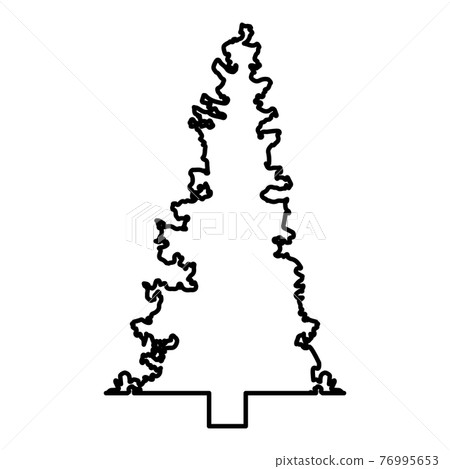 Fir tree Christmas Coniferous Spruce Pine forest  76995653
