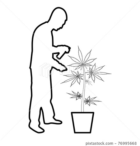 Man caring for marijuana plant in pot Water Man caring for marijuana plant in pot Water 76995668